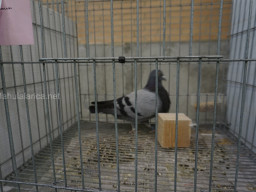 XIV Concurso Exposición de Palomas de Raza en Mula 2024